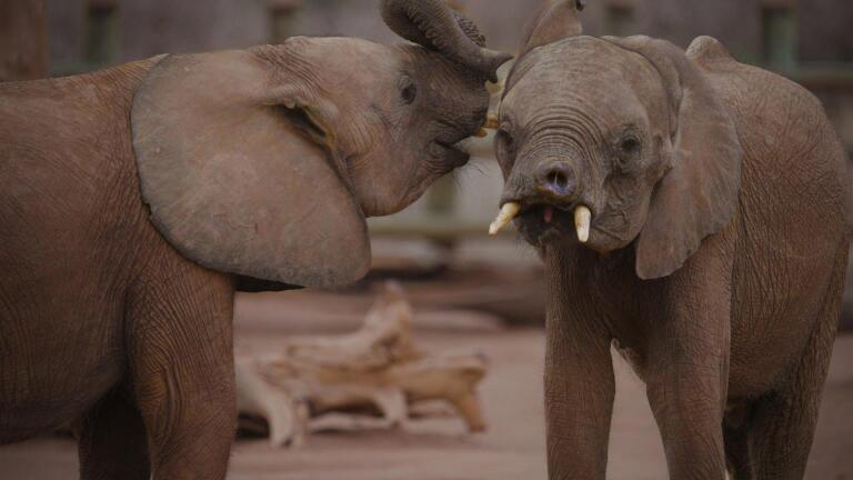 Preview of Becoming Elephant: The Orphans of Reteti: Graduation Day