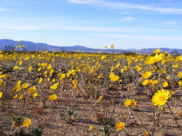 Not this year | Creative Commons photo by avatar28