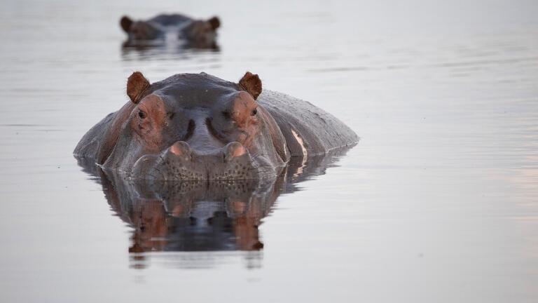 Hippos: Africa's River Giants - Preview