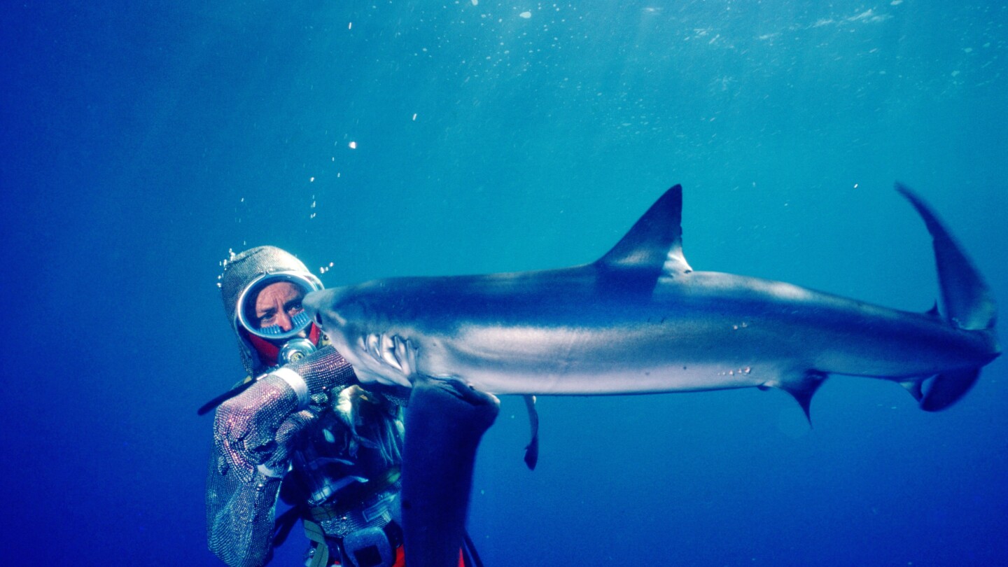 2 PlayingWithSharks.jpeg