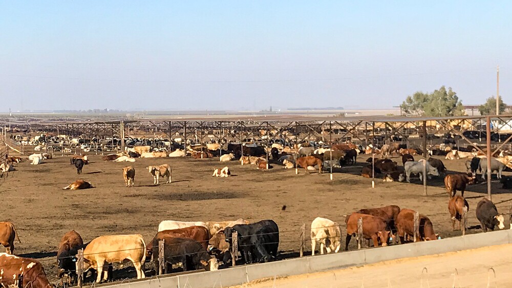 Feedlot in California | Photo: Jay Galvin, some rights reserved