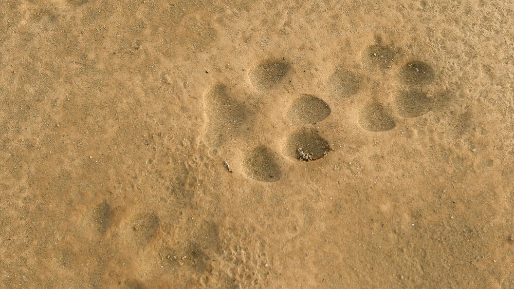 Coyote tracks at Afton Canyon | Photo: David Lamfrom