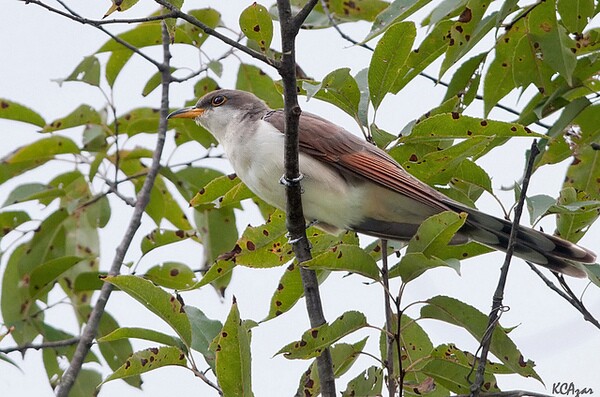 yellow-billed-cucko0-10-2-14-thumb-600x397-81650