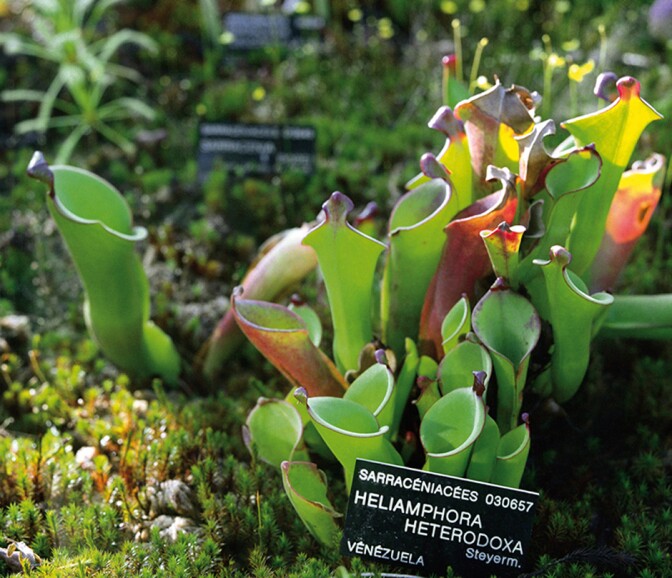 Ángela Bonadies, "Heliamphora Heterodoxa" from the series "Las personas y las cosas / People & Things," 2006-2010, 44" x 51", C-print. Photo: Courtesy of the artist.
