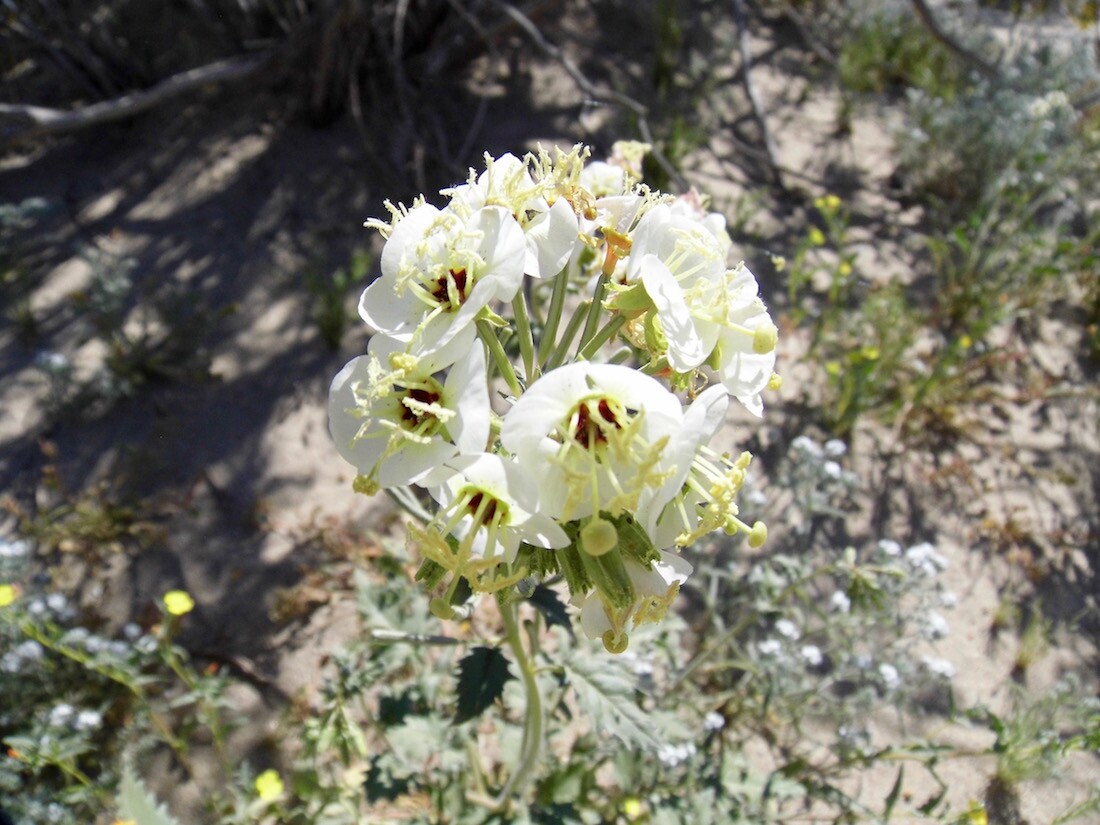 Galleta Meadows