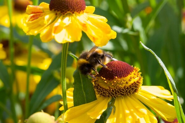 pollinate1-600
