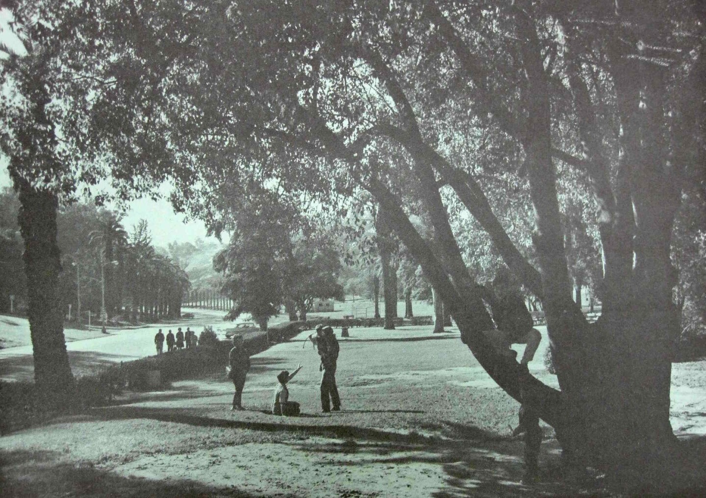 Photograph of Elysian Park, showing area that would have be destroyed by the convention center, including the historic Avenue of the Palms.