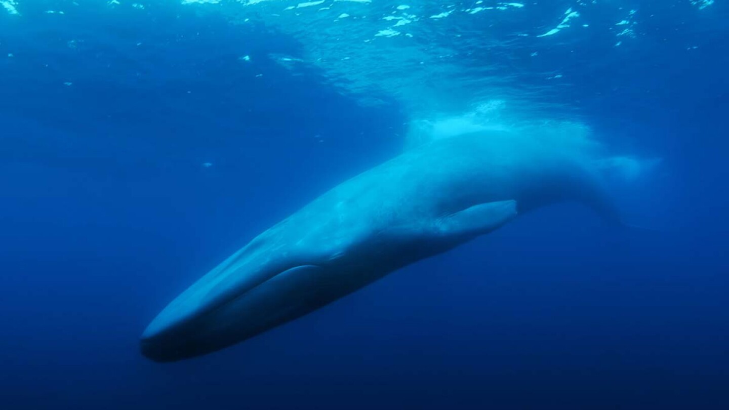 A lone whale swimming in the ocean.