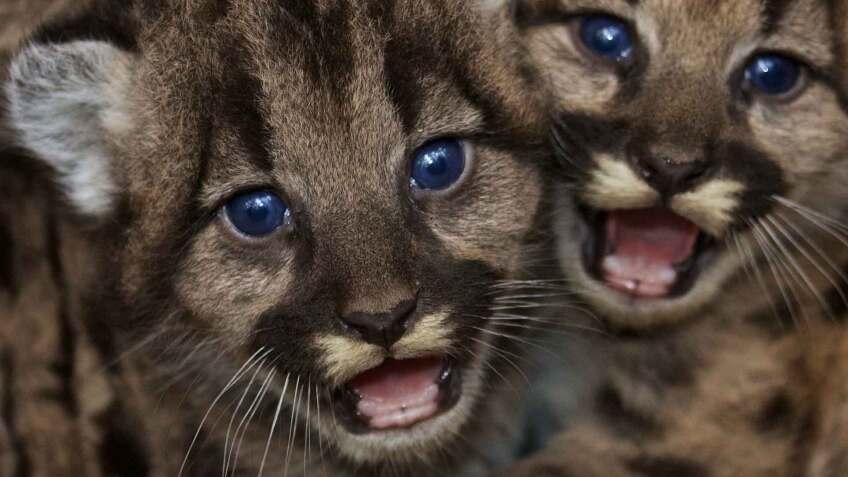 mountainlionkittens1920.jpg