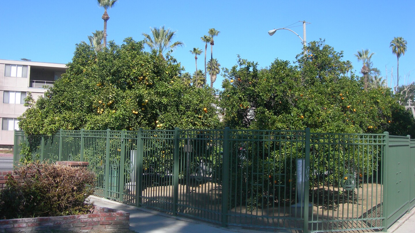 Parent Washington Navel Orange Trees