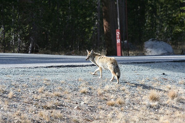 In Yosemite, they look both ways before crossing the road. Chris Clarke photo