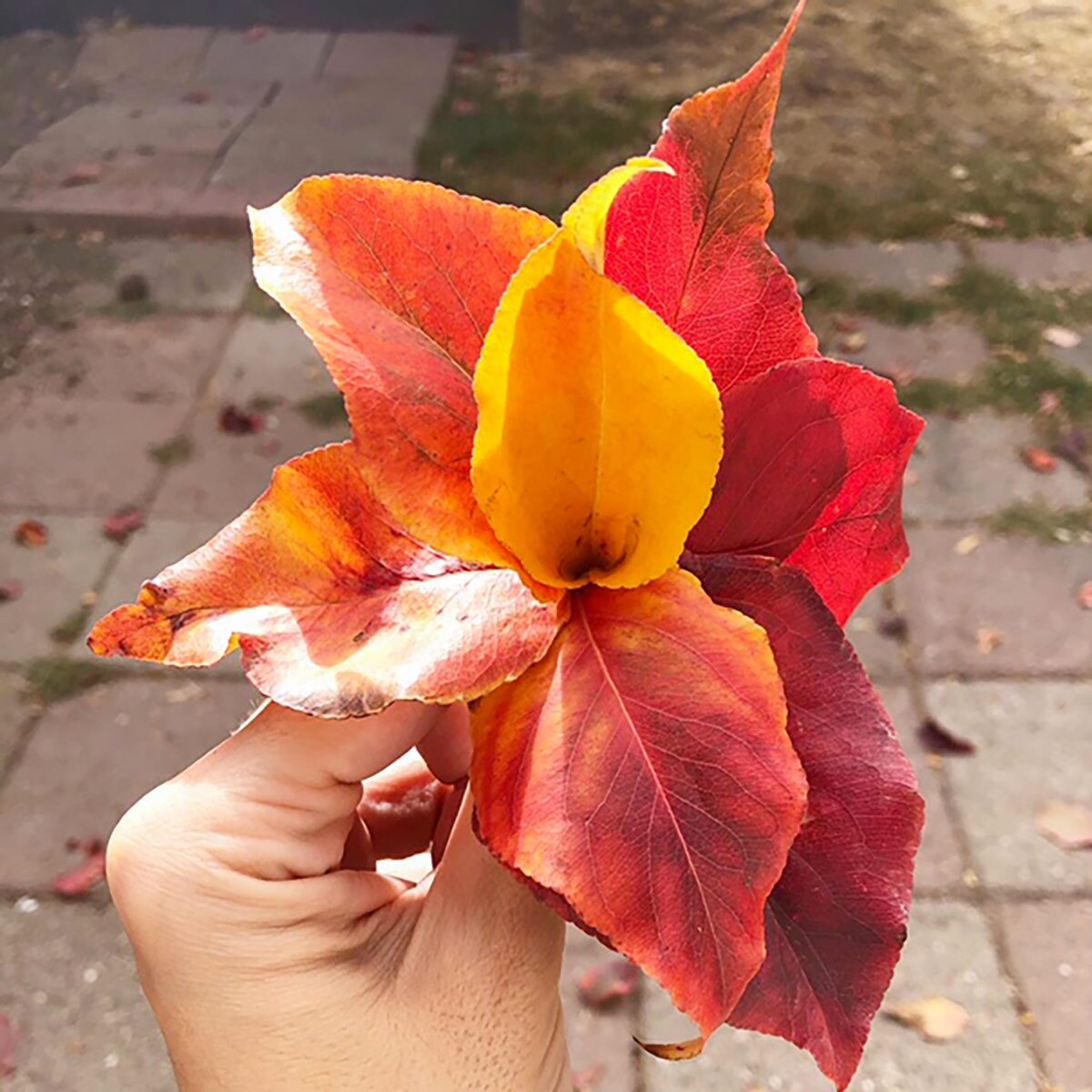 A hand holds a small bouquet of fall leaves.