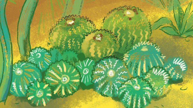 An illustration of a patch of succulents.