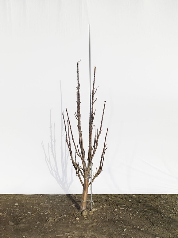 Apple Shadow (clone columnar with early pubescence).