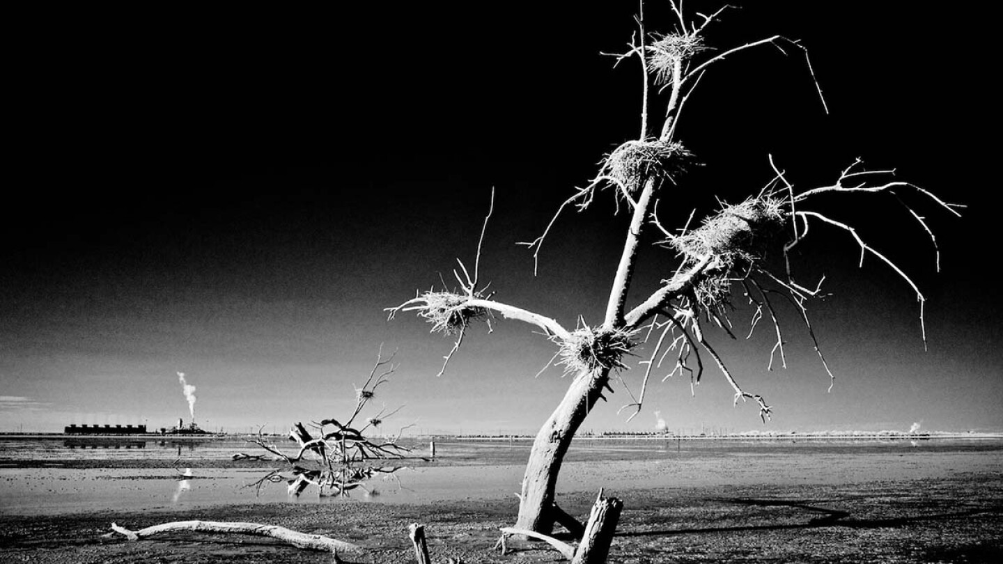 Dead Tree Nests & Thermal Plants - Infrared Exposure - Salton Sea, CA - 2014 | Osceola Refetoff