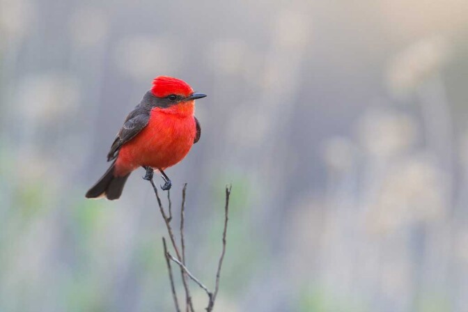 vermilion-7-8-16.jpg
