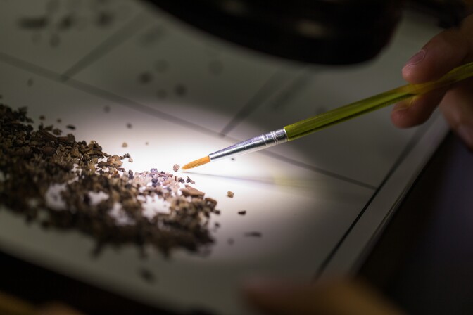 Microfosilele excavate din gropile de gudron La Brea sunt examinate sub un mic reflector. O perie de detaliu cerne grămada de microfosile, care arată ca niște pietricele de corse.