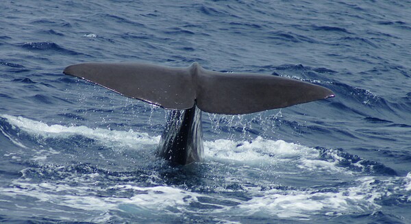 sperm-whale-5-22-14-thumb-600x327-74485