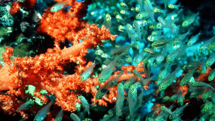 blue planet coral seas.jpg