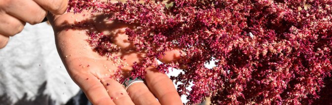 amaranth