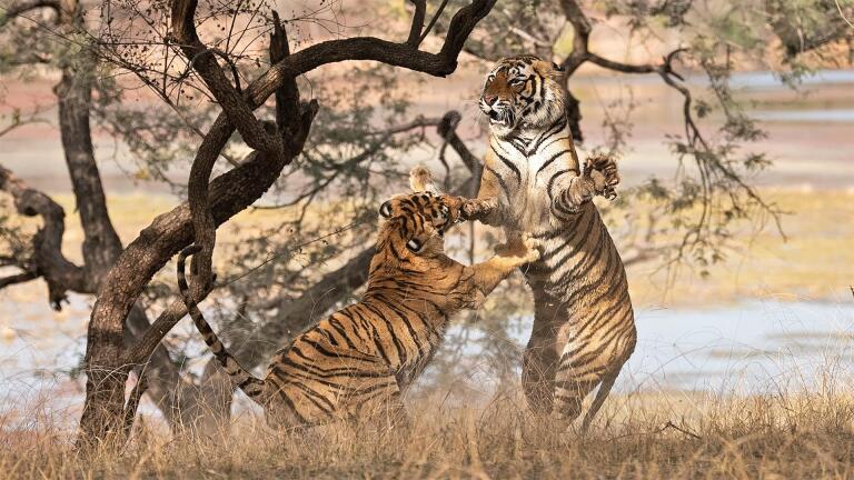 Tiger Mom Fights to Protect Her Cubs