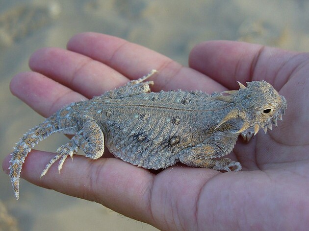 flat=tailed-horned-lizard-12-11-14-thumb-630x472-85213