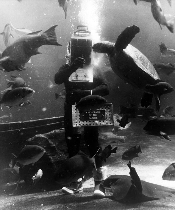 A diver feeding the fish and marine life inside the Marineland of the Pacific oceanarium. Courtesy of the Los Angeles Public Library Photograph Collection.