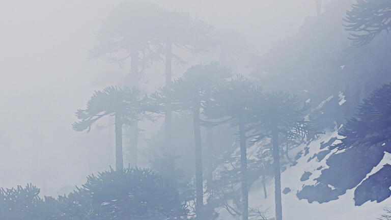 FOREST OF CONGUILLIO - Extended Version