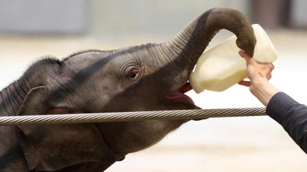 Baby elephant at National Zoo helps lead fight against EEHV