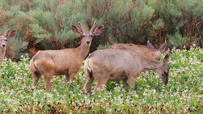 Mule deer in yerba mansa