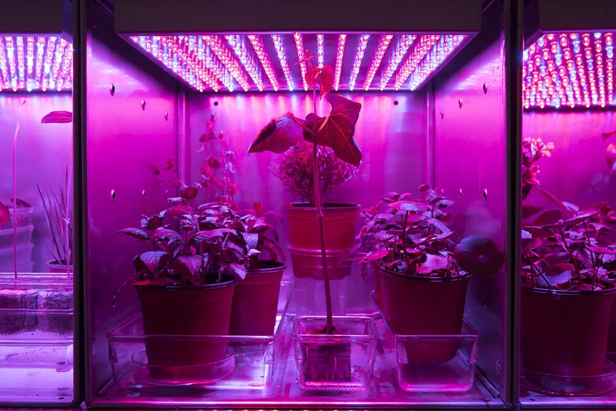 “Astroculture," Galvanized steel cubes, LED lights, live plants grown in the Museum, 2018 by Suzanne Anker | Courtesy of the artist