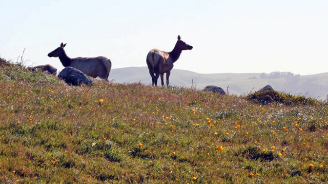 tule-elk-9-28-16.jpg