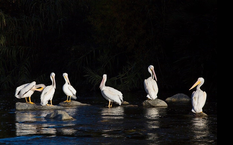 American White Pelicans: LA River Birds