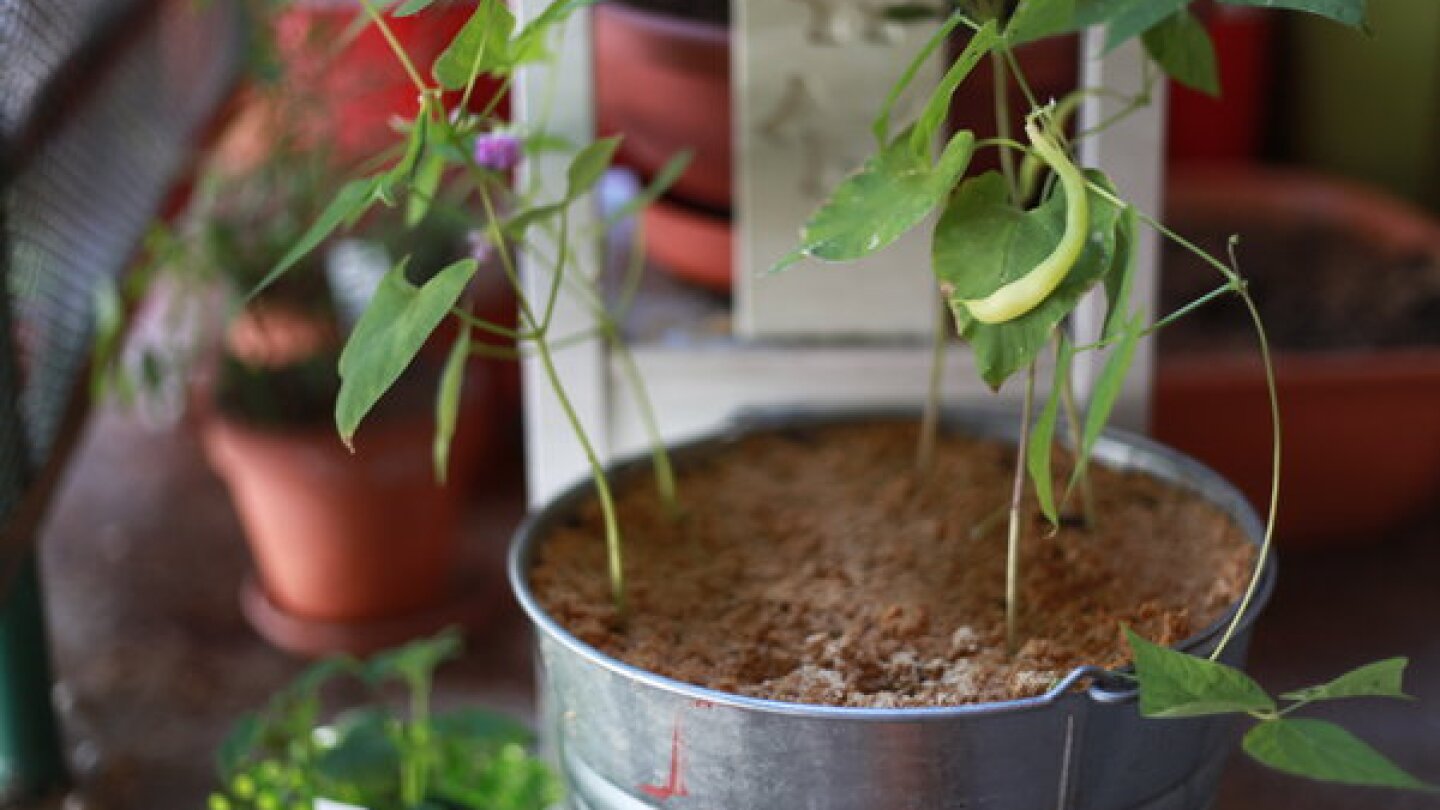 This garbage pail now grows beans