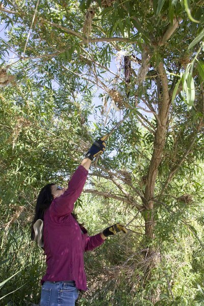 Olivia Cotterell tries to reach a piece of plastic trapped above her.