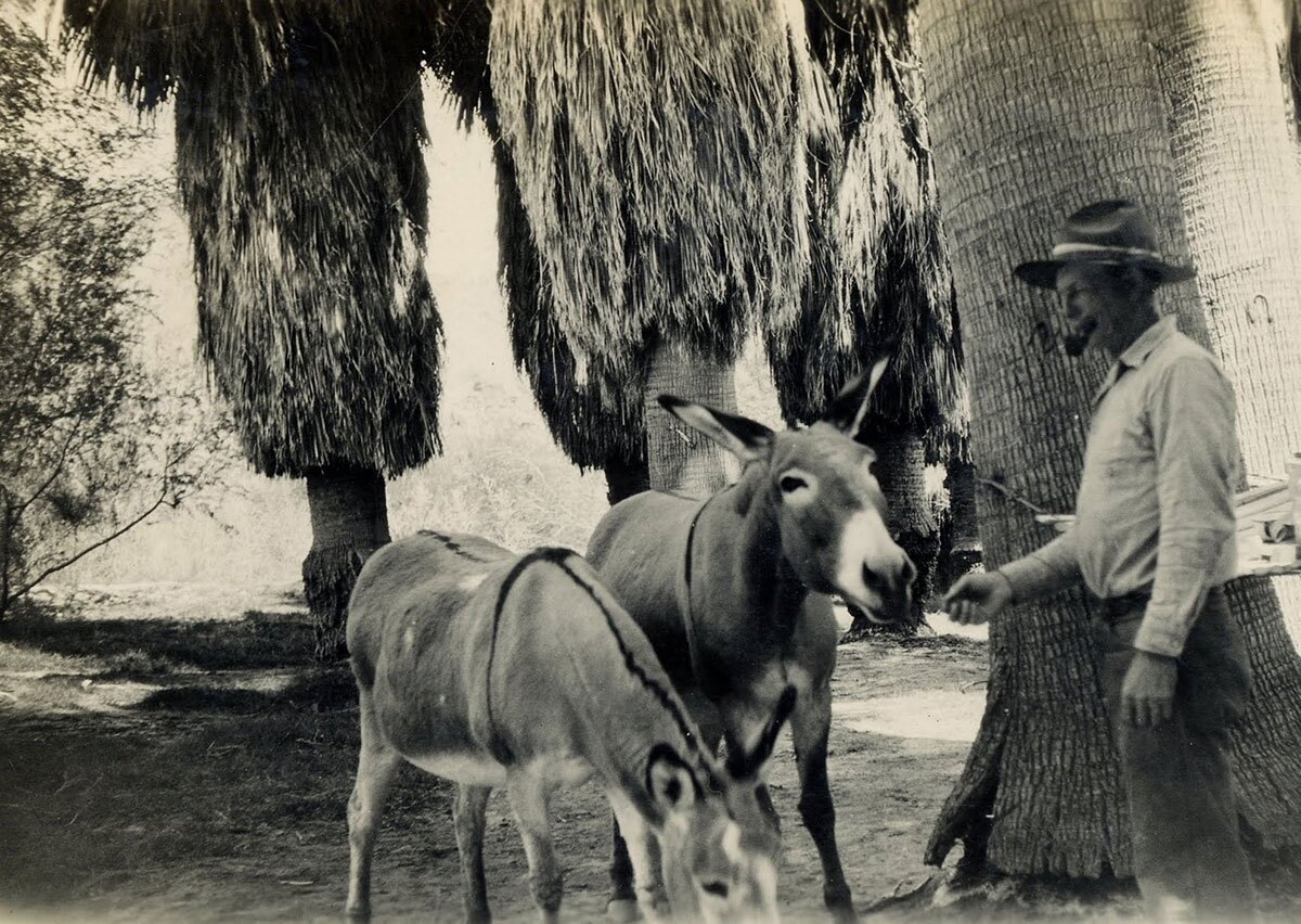 Prospector Gus Lederer treated his burros like his family, baking a pancake for each one every morning. Corn Springs, 1928. | Lula Mae Graves photographer. Warner Graves Collection.
