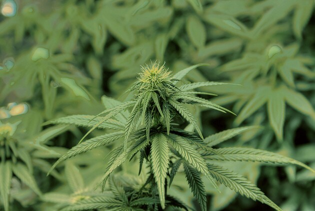 pot-grow-3-26-15-thumb-630x422-90127