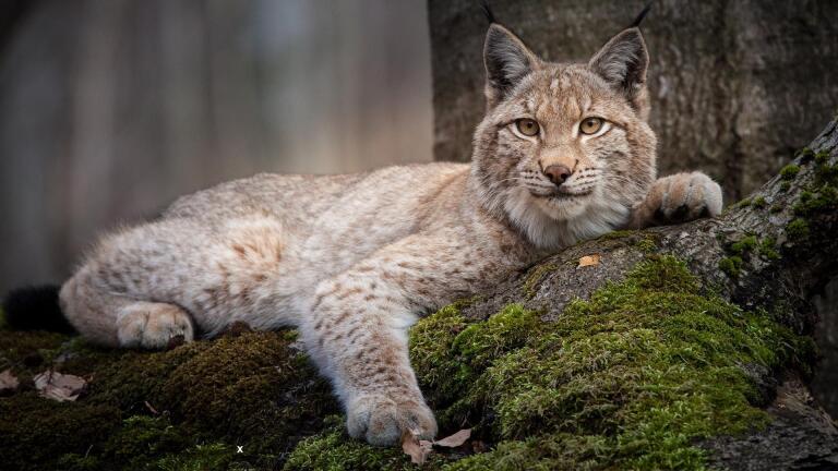 Forest of the Lynx | Preview