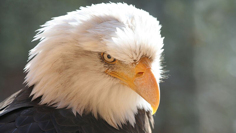 Bald eagle glaring at you