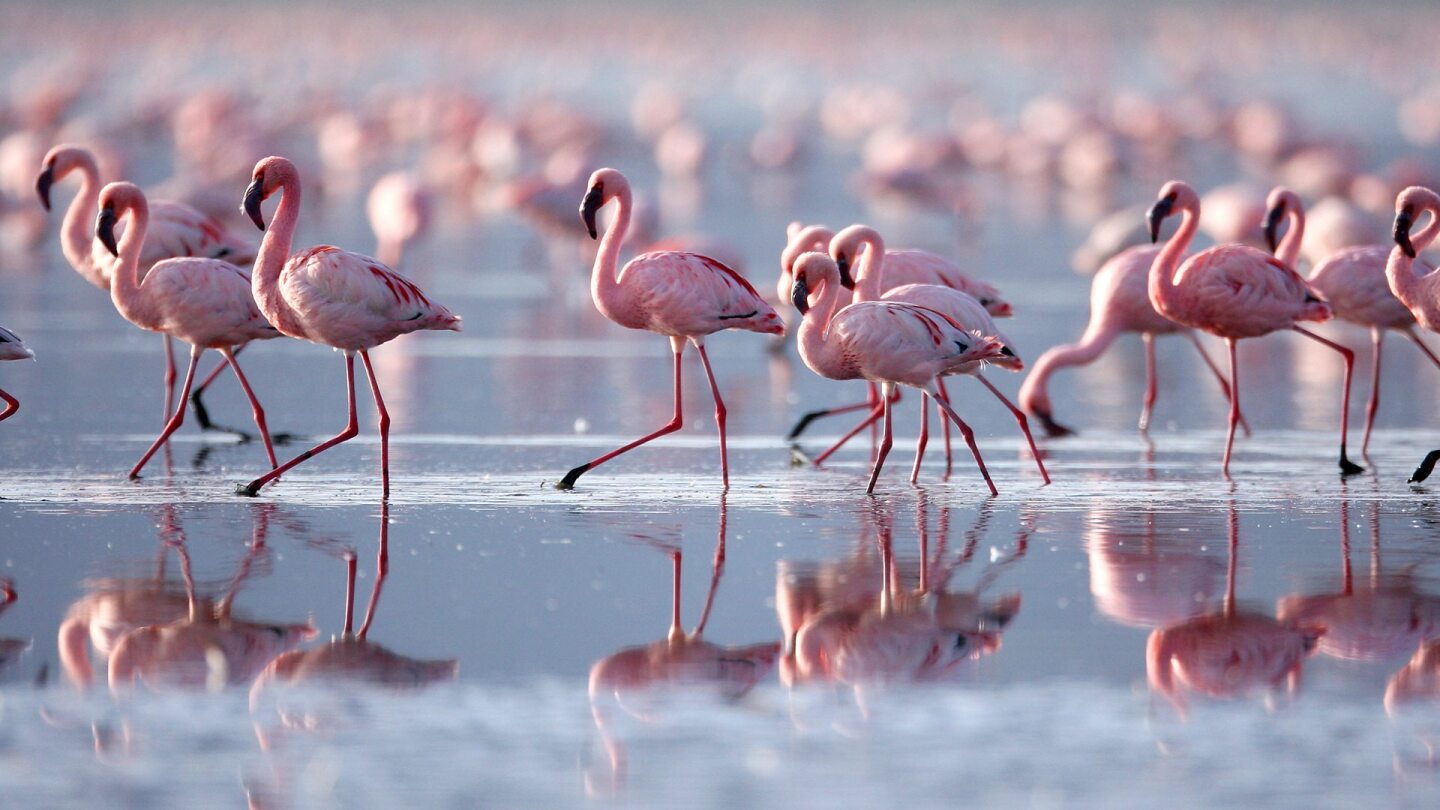 A sea of flamingos traverse across a shallow body of water. | From "Nature's Greatest Dancers: The Dance For Love"