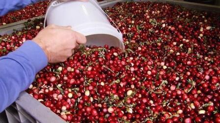 Cranberry Harvest