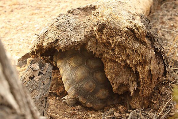 This desert tortoise has found a temporary resting place in a fallen Joshua Tree stump. | Photo: Courtesy David Lamfrom.