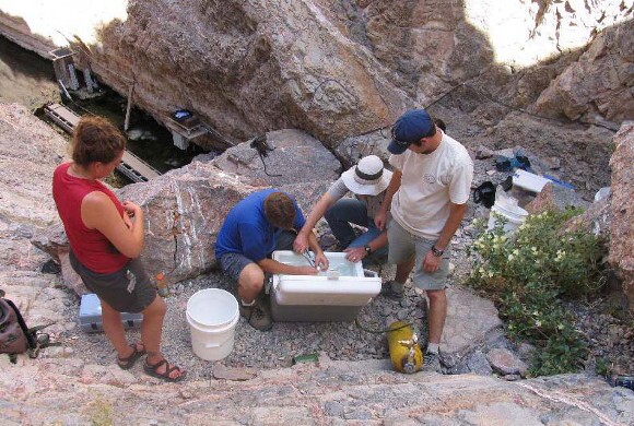 Collecting pupfish from Devils Hole, Ash Meadows NWR. | Photo: USFWS.