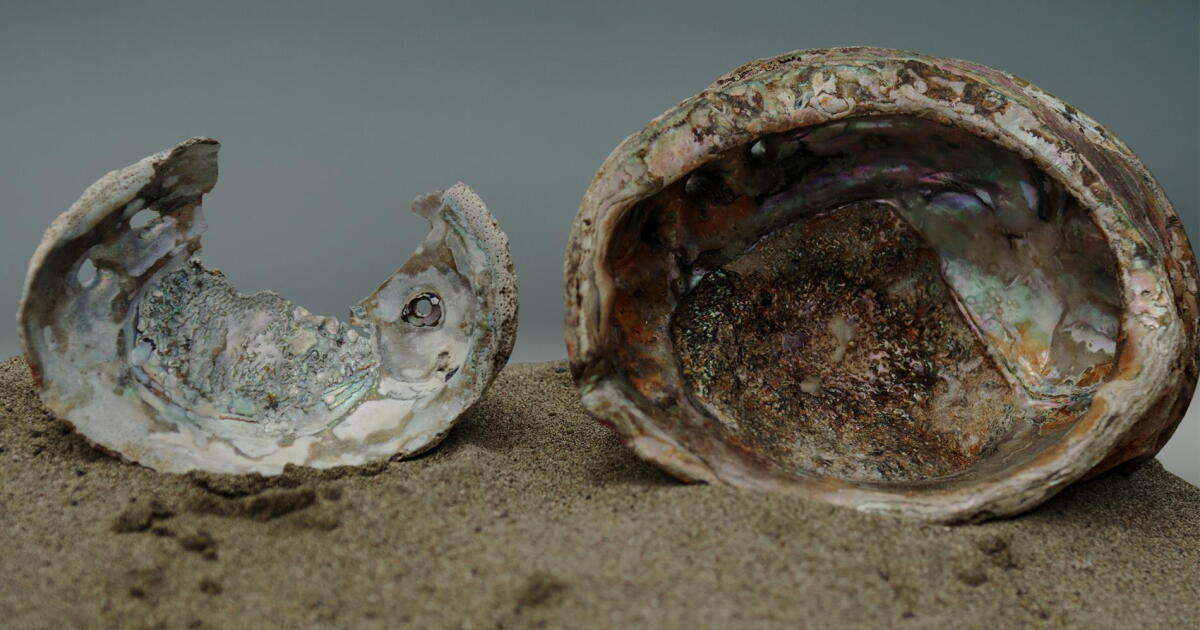 Watch Beyond the Shell | ViewFinder Season 31 | PBS SoCal