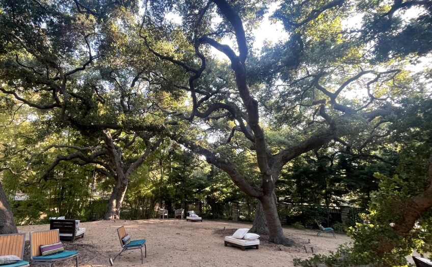 oak.jpg