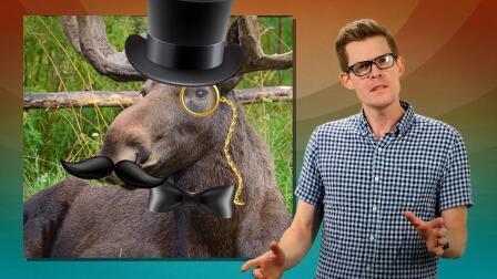 Why Don't Other Animals Wear Glasses?