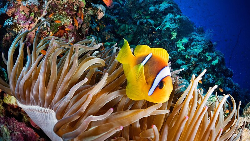 Clownfish on the Great Barrier Reef | Photo: GreensMPs