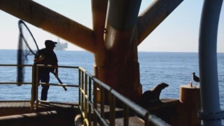 Sea Lion Rescue