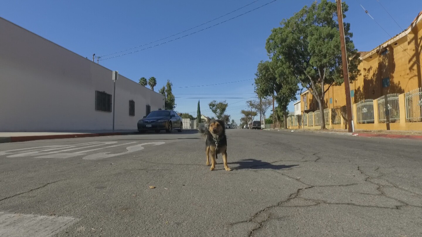 Street Dog