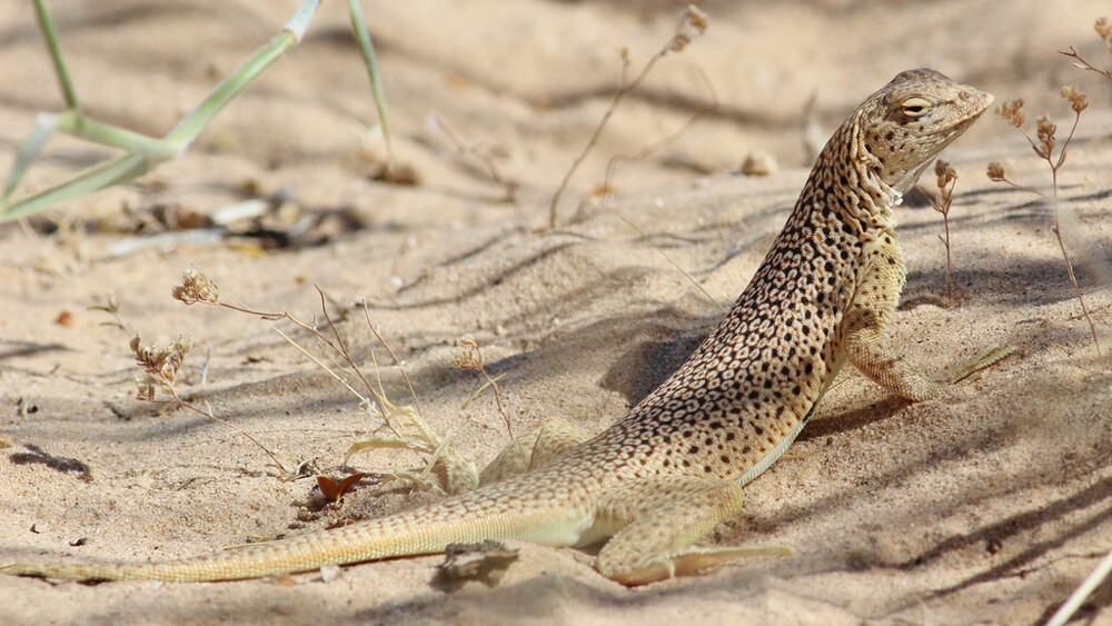 Mojave fringe-toed lizard | Photo: Tom Benson, some rights reserved